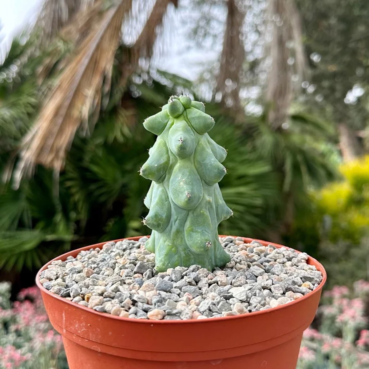 Boobie Cactus Live Plant - Myrtillocactus Geometrizans - Rare Exotic Succulent - 4, 6, 8 Pot