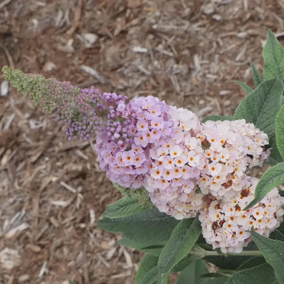 Buddleia Pugster Sorbet Live Plant - Compact Butterfly Bush, 3-5 Inch Starter