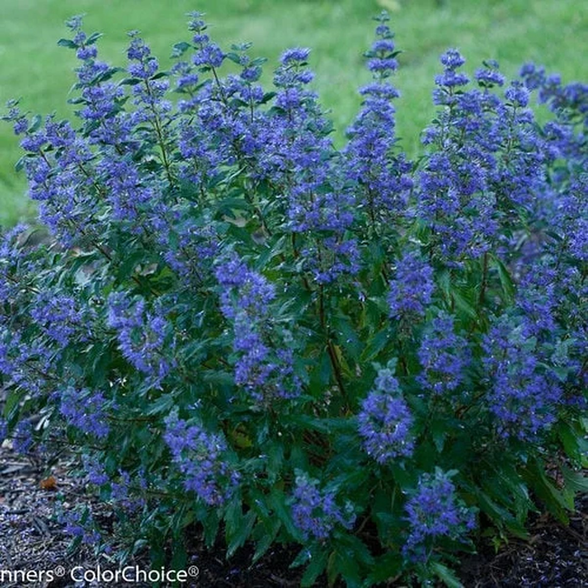 Caryopteris Beyond Midnight Live Plant - Bluebeard, 6-8 Inch Starter, Outdoor Shrub