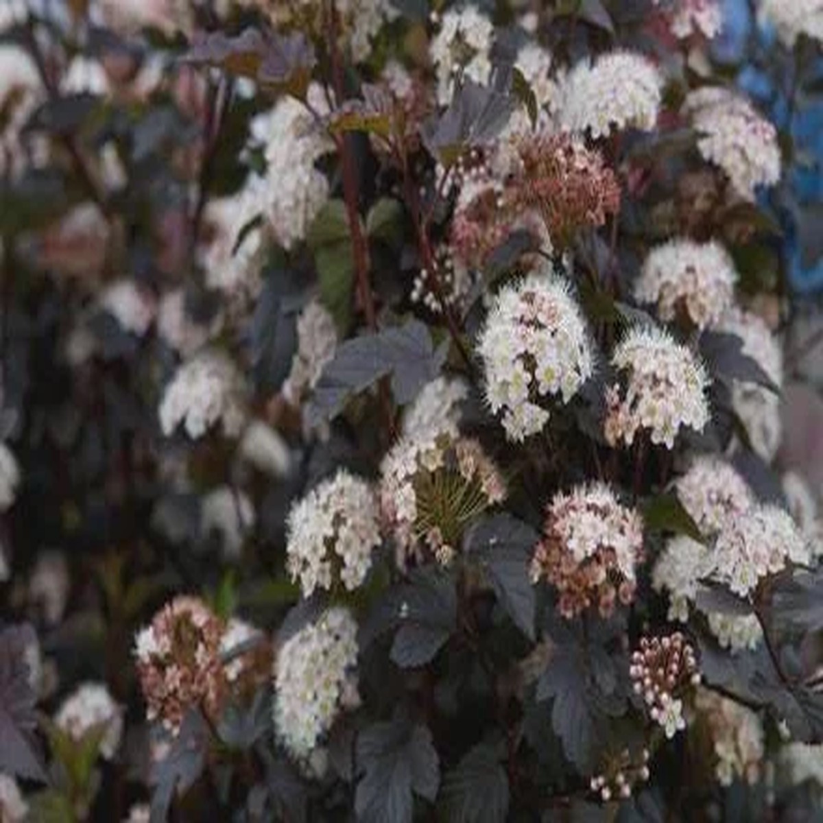 Diablo D'Or Ninebark Live Plant - Physocarpus opulifolius - 5-6 Inch Starter Shrub