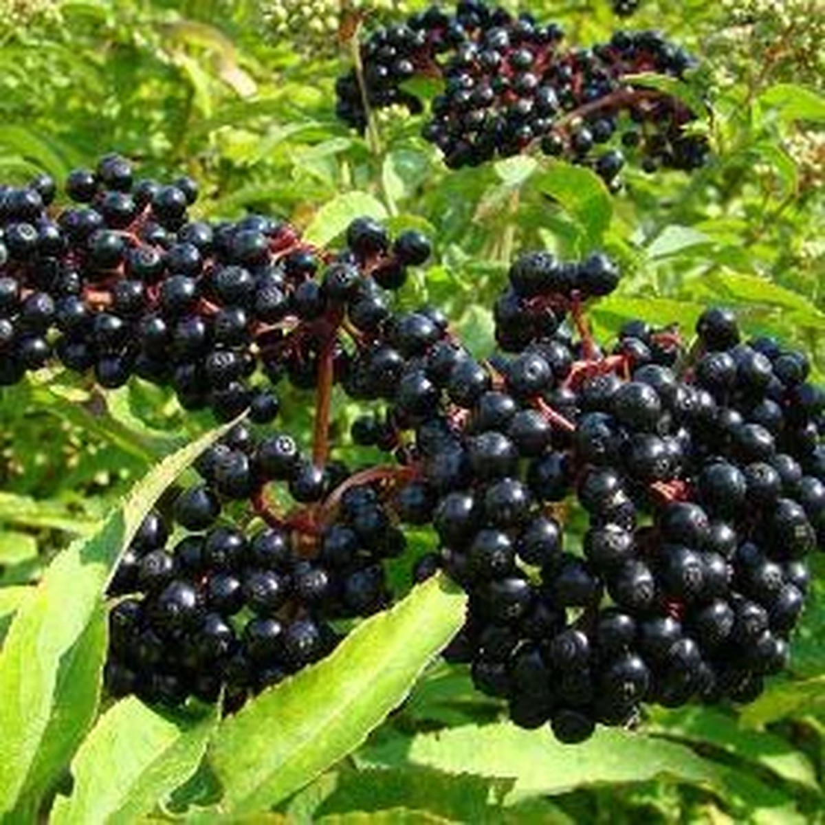 Elderberry Live Plant 4 to 6 Inch Tall Shrub Outdoor Edible Berries