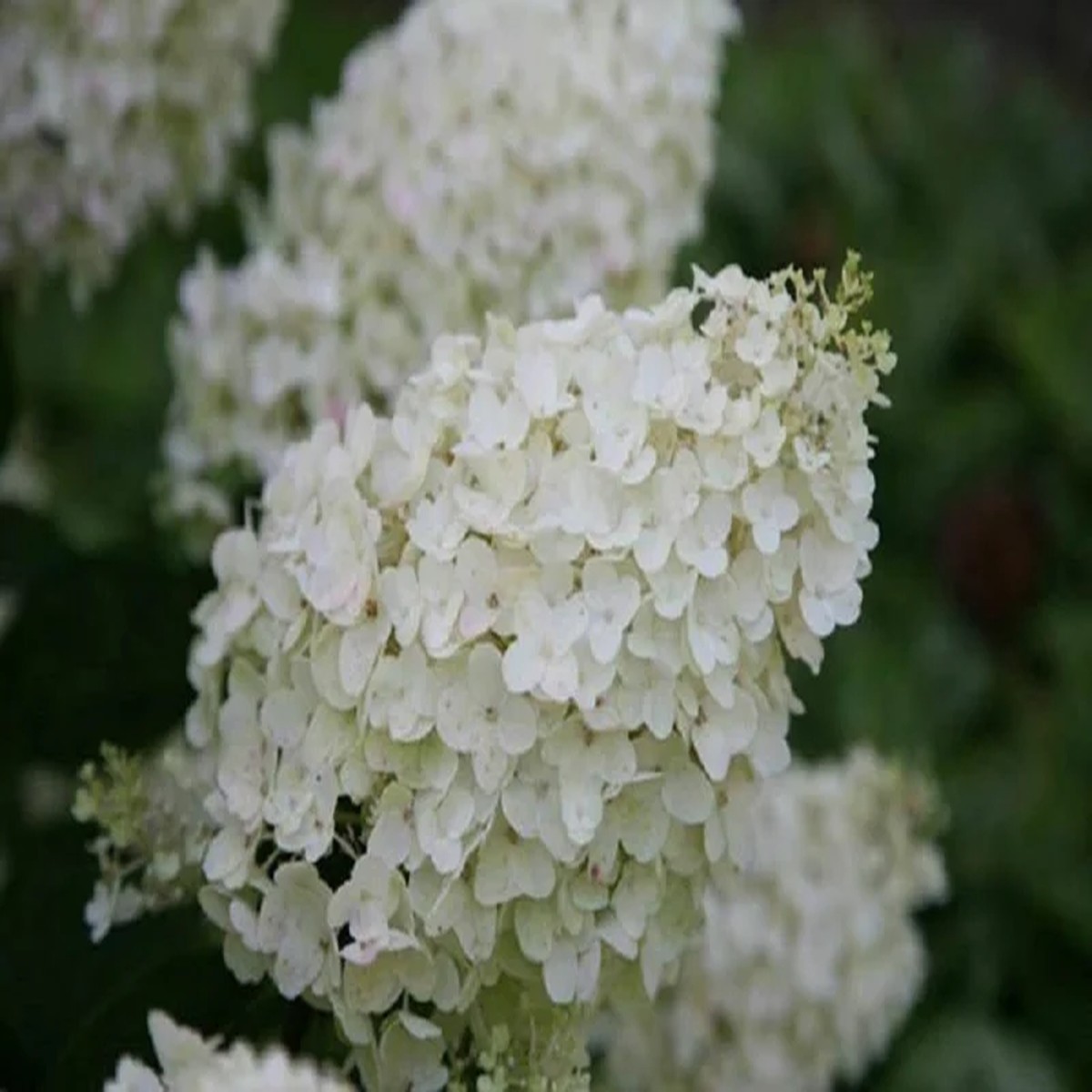 Hydrangea Paniculata Silver Dollar' Live Plant 8-12 Inch Starter Outdoor