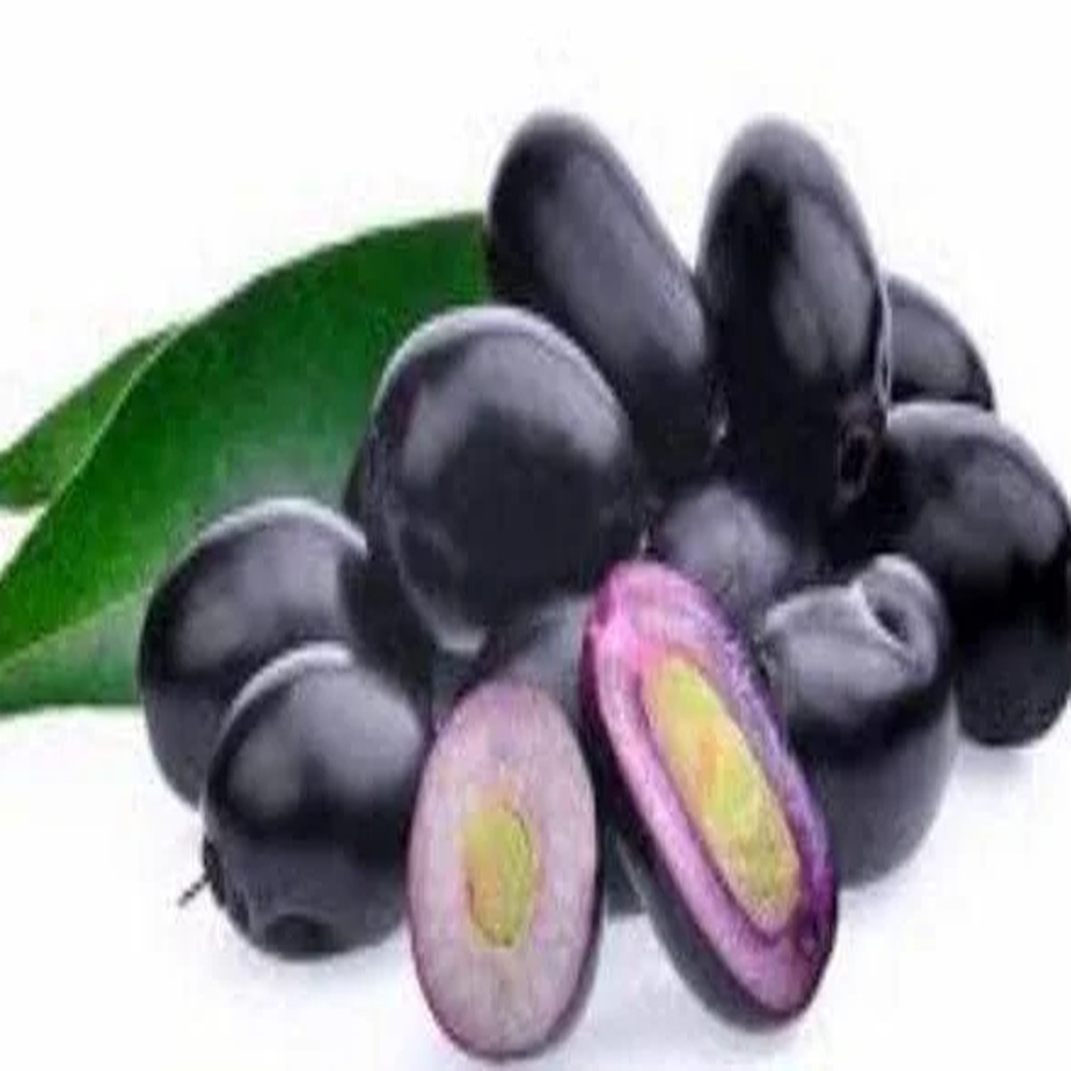Java Plum Live Plant (1-2ft) - Syzygium cumini - 1 Gallon Pot - Black Malabar Fruit Tree