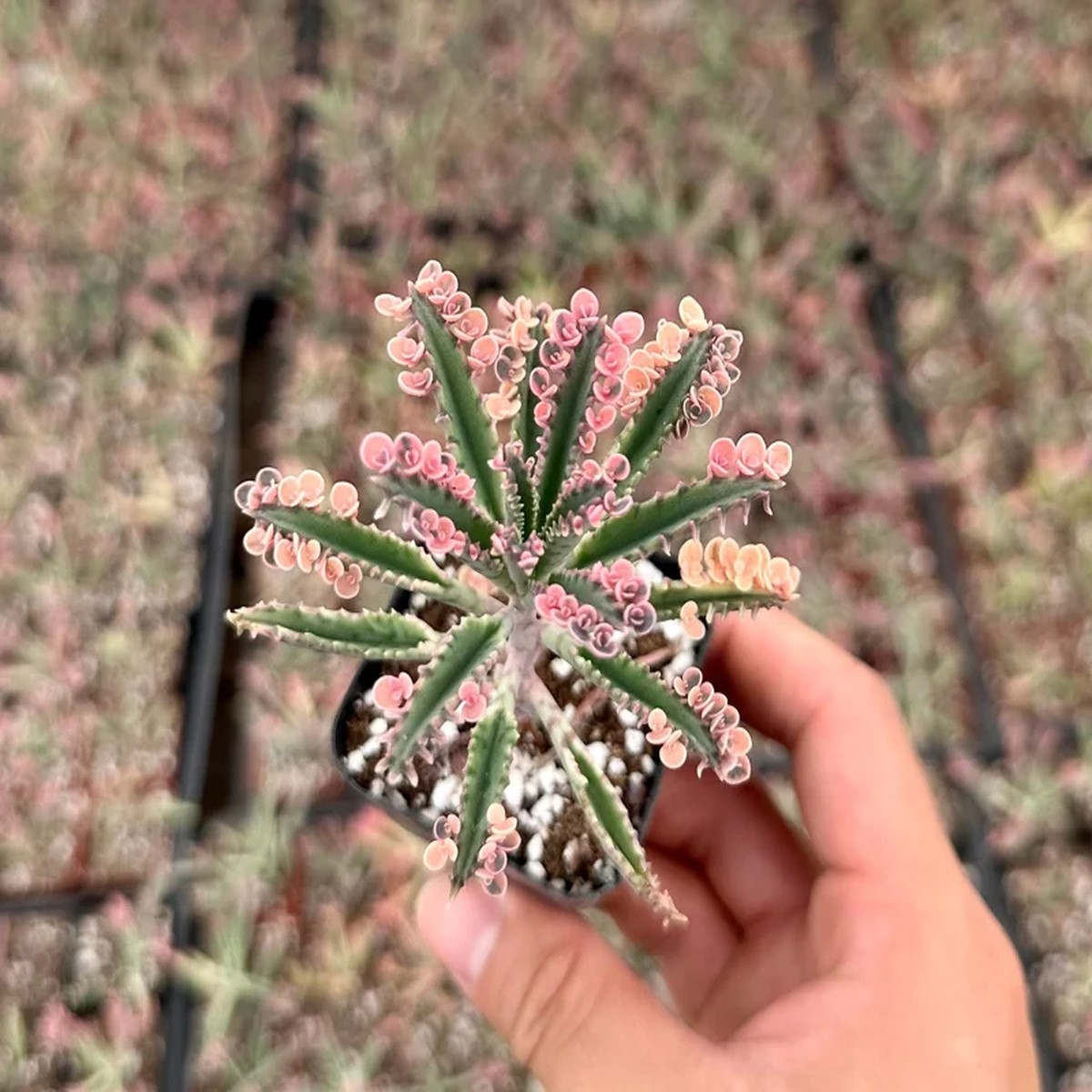 Kalanchoe Pink Butterfly Live Plant - Rare Variegated Succulent in 2 or 4 Pot