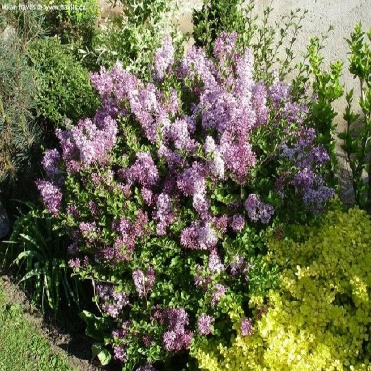 Korean Lilac Palibin' Live Plant - Fragrant Dwarf Shrub, 6 Inch Starter