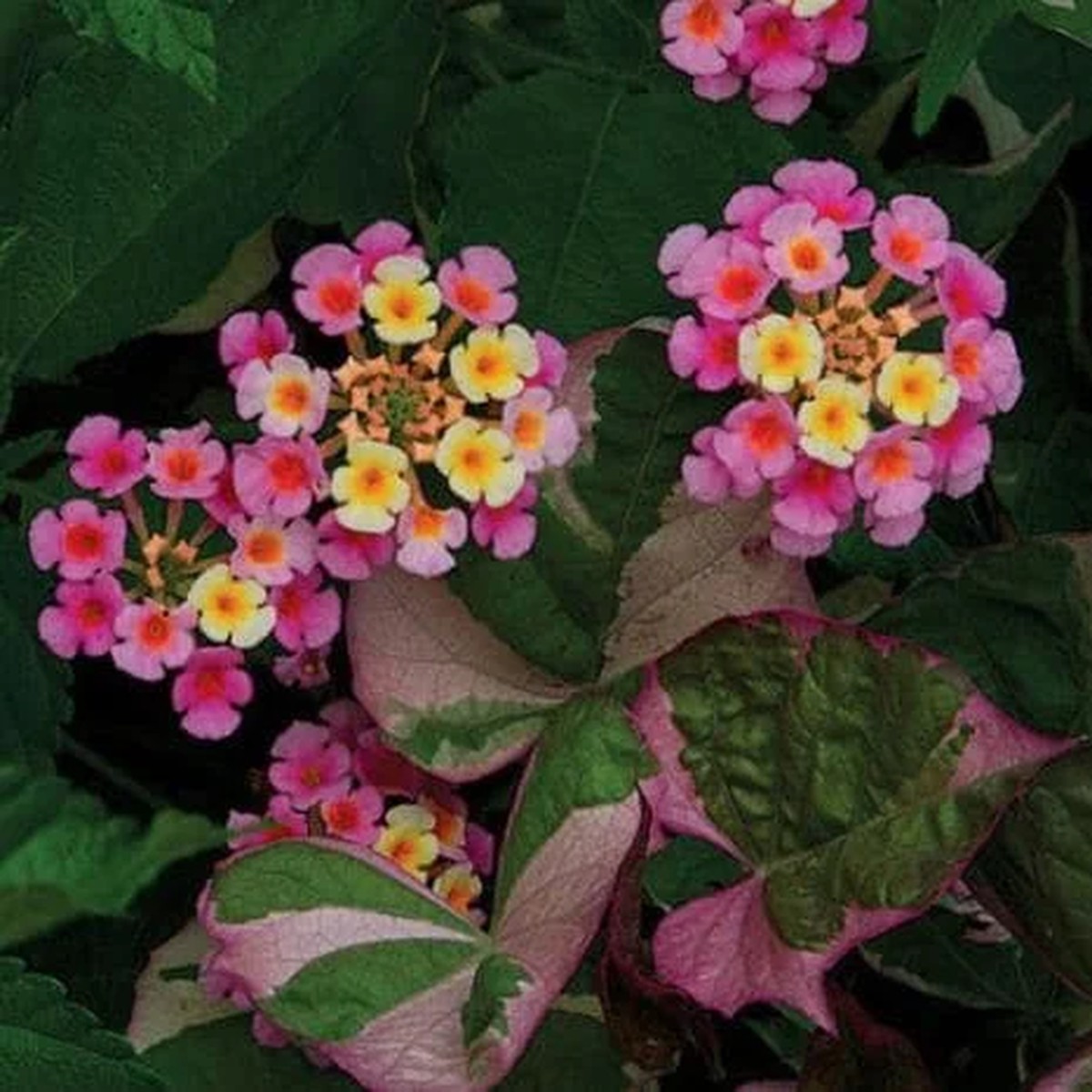 Lantana Camara Pink Caprice Live Plant - 2-Pack, 4-Inch Pot, Pink Flowers, Outdoor Shrub