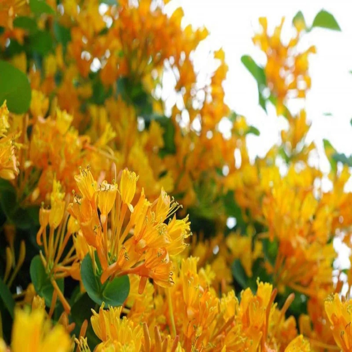 Mandarin Honeysuckle Live Vine Plant - 4-6 Inch Climbing Plant, Outdoor