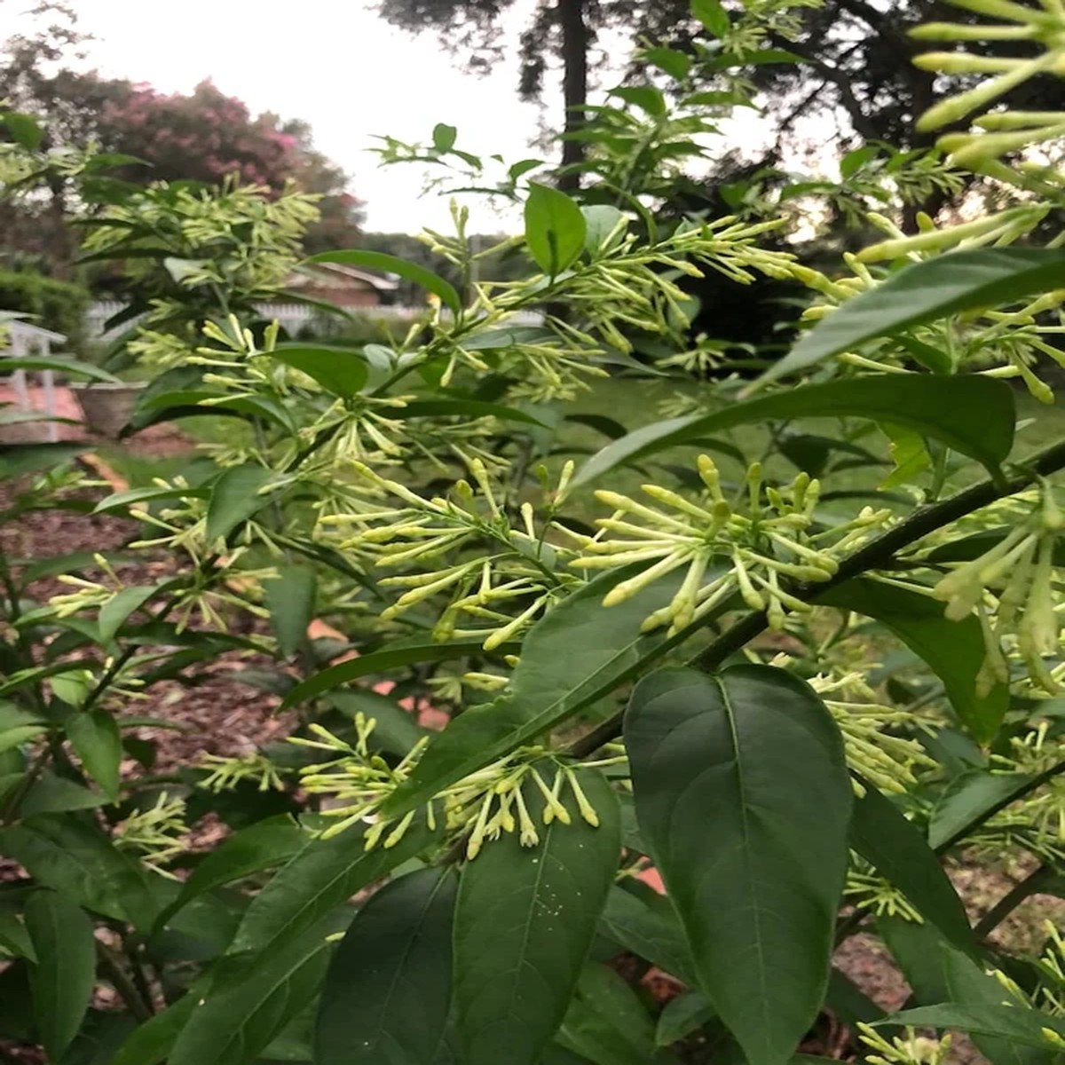Night Blooming Jasmine Live Plant - 1 Gallon Pot - Fragrant Outdoor Shrub