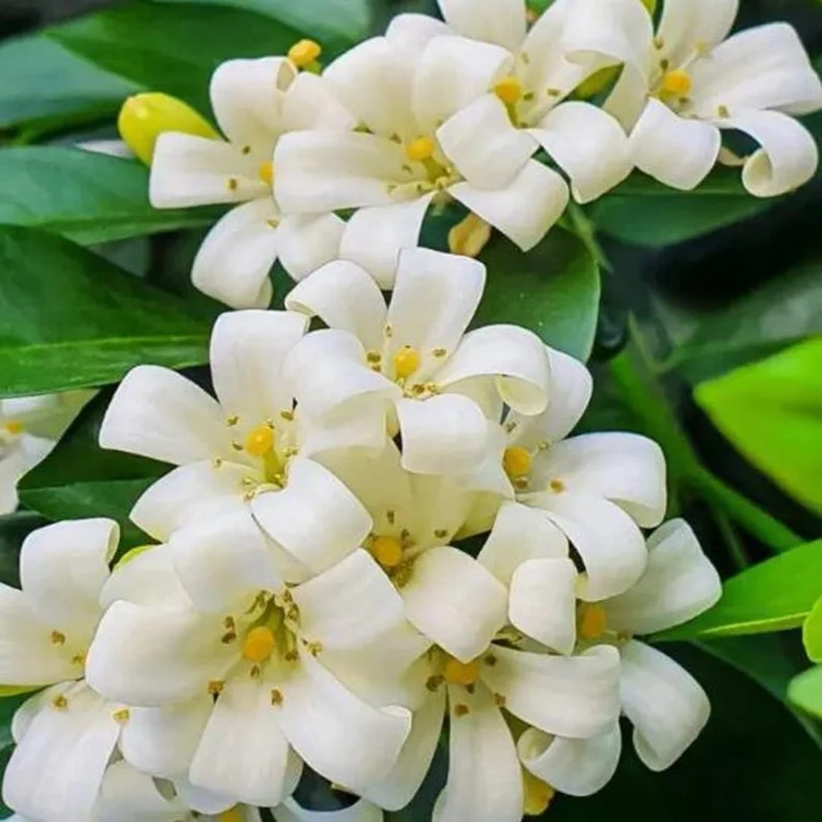 Orange Jasmine Live Plant 1 Gallon Fragrant Shrub Indoor/Outdoor
