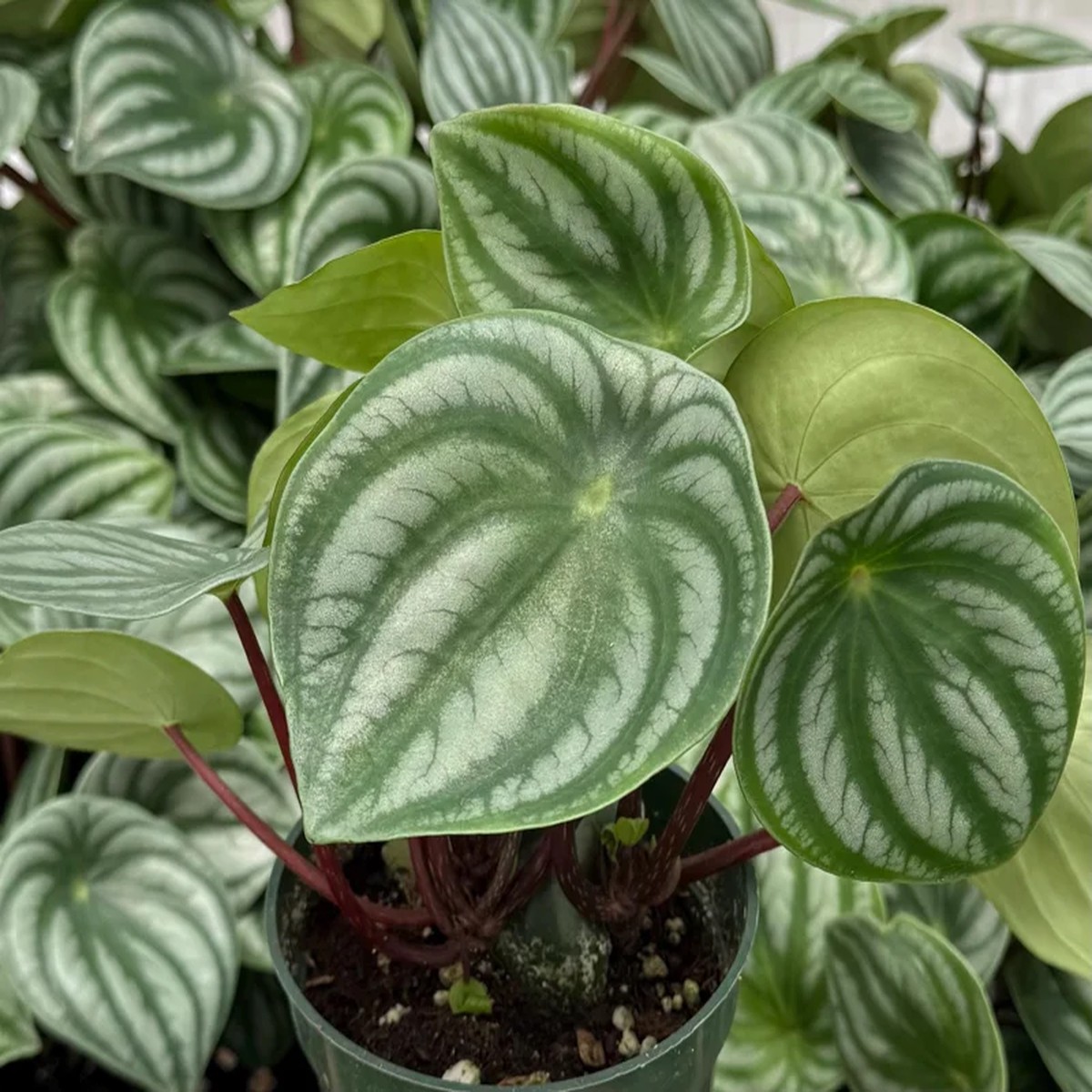 Peperomia Watermelon Houseplant Live | 4 Inch Pot | Indoor Plant