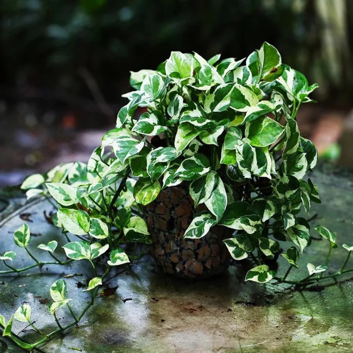 Pothos N'Joy Live Plant - Variegated Houseplant, Easy Care, 3-5 Tall in 4 Pot