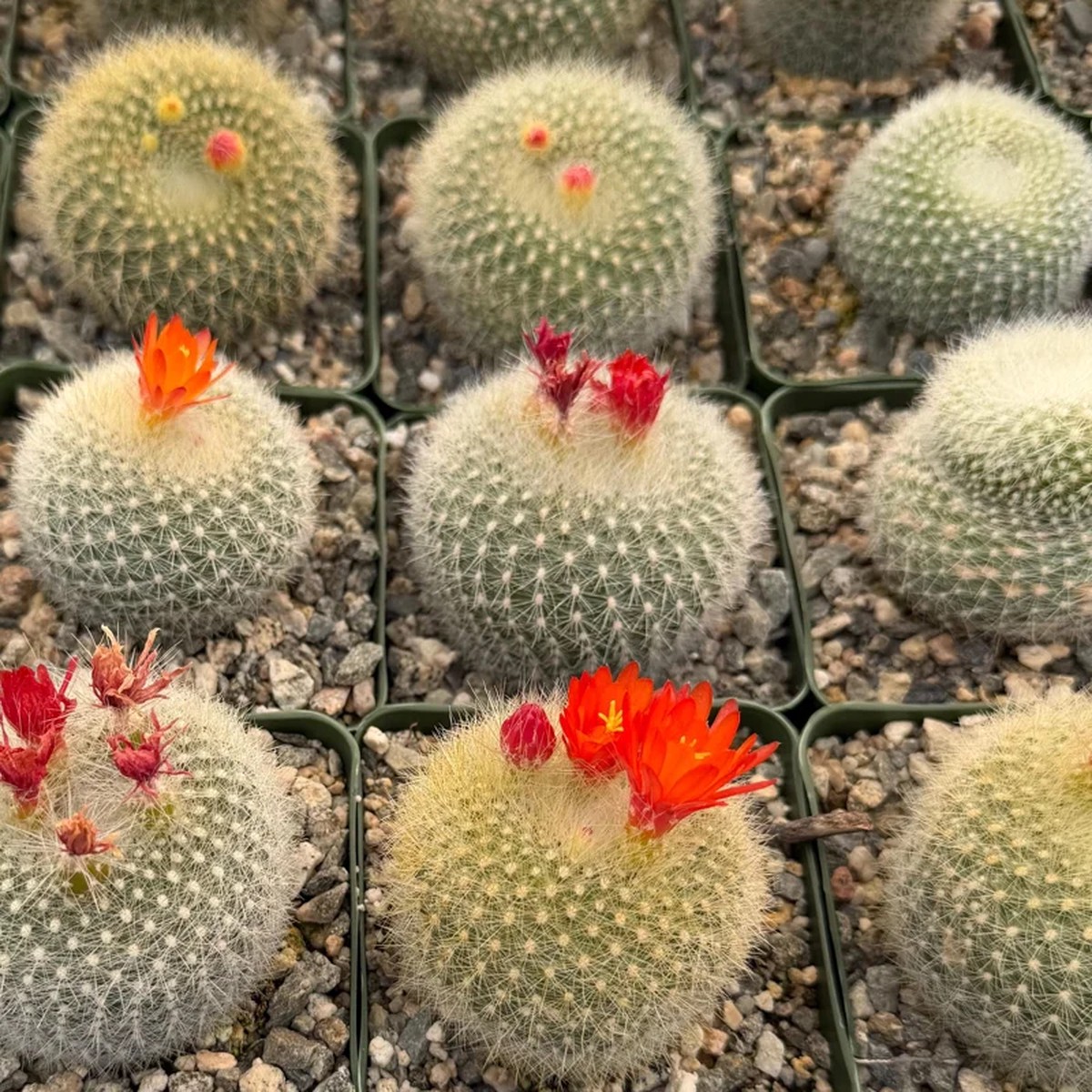 Rebutia Minuscula Live Plant - Red Crown Cactus in 4-inch Pot - Blooming Cactus