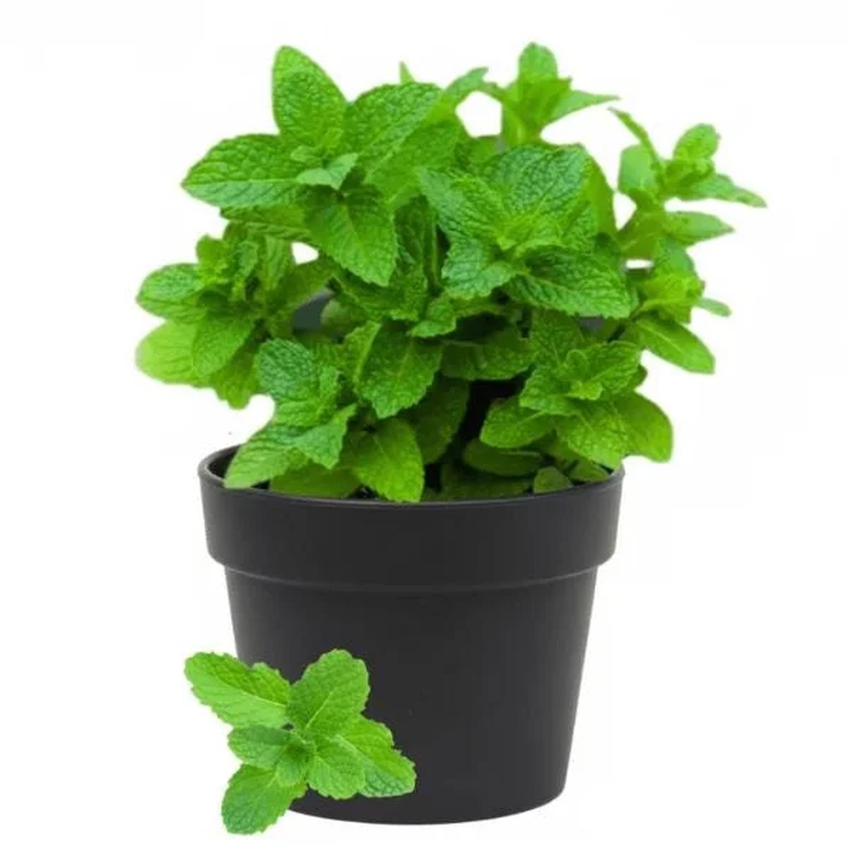 Spearmint Live Plant - Fresh Herb, 4 Inch Tall in 4 Inch Pot, Indoors/Outdoors