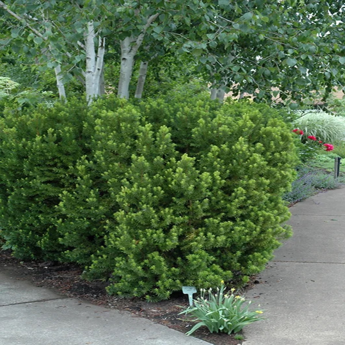 Taxus Hicksii Yew Live Plant Evergreen Shrub 5-7 Inch Tall Starter