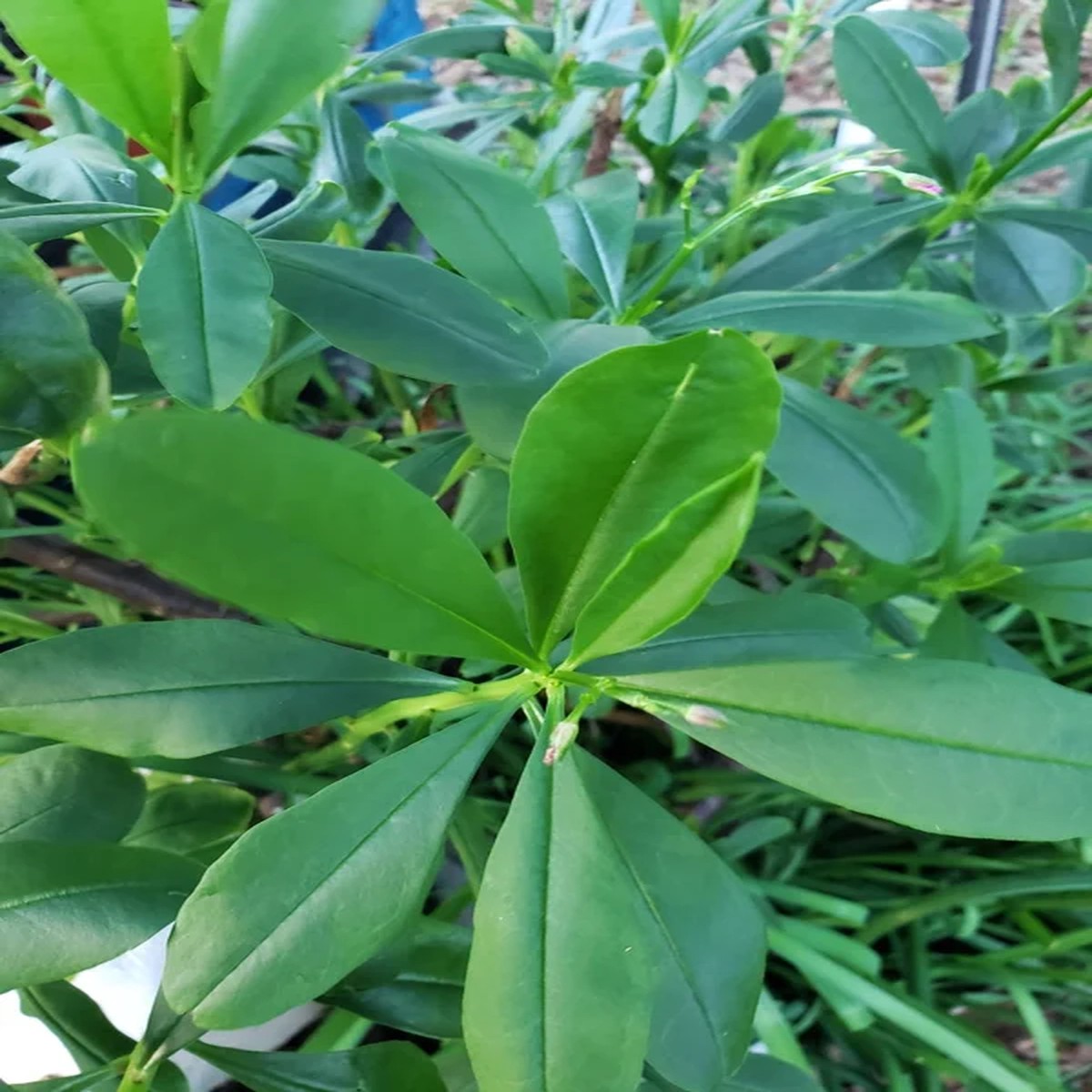 Waterleaf Spinach Live Plant Edible Greens 4in Pot