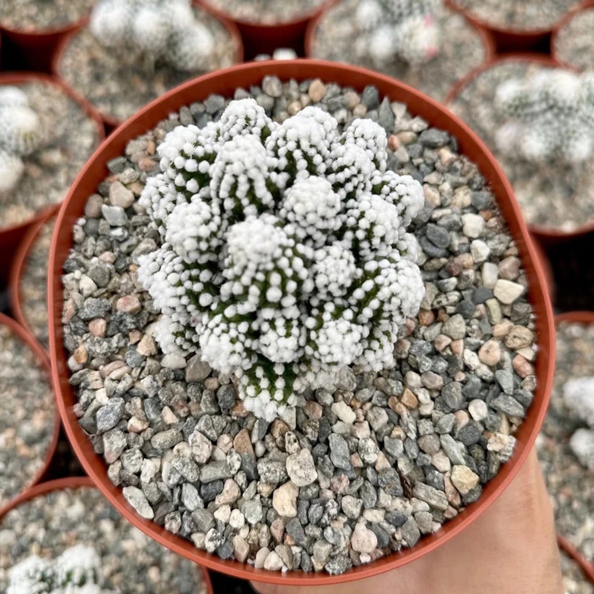 White Snowcap Cactus Live Plant, Mammillaria Gracilis, Rare Succulent, 2 or 3.5 Pot