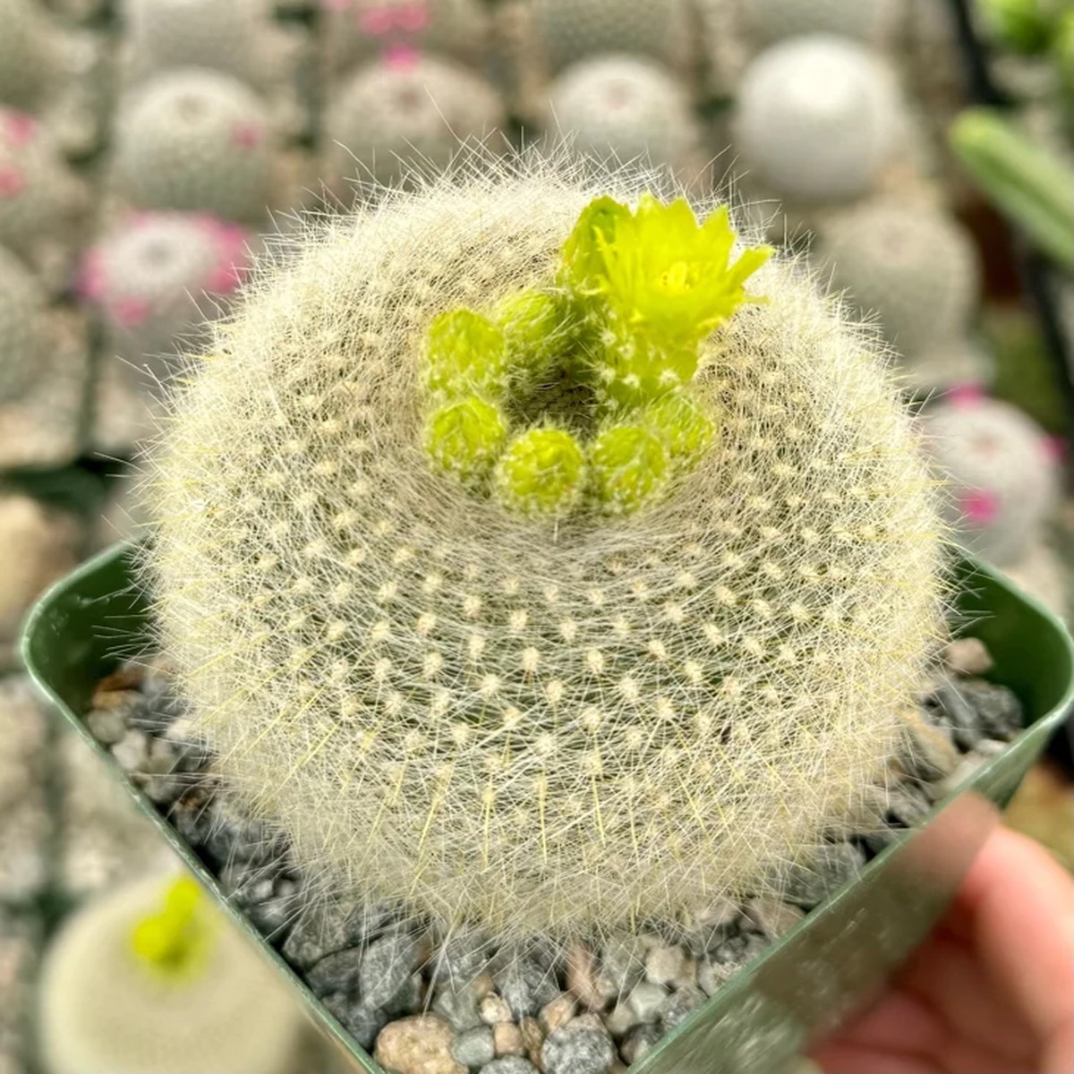 Yellow Crown Cactus Live Plant - Notocactus Graessneri Albisetus in 4 Inch Pot