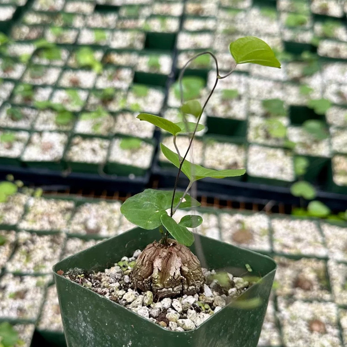 Elephant's Foot Live Plant - Dioscorea elephantipes - Rare Caudex Succulent - 4 inch Pot - Indoor/Outdoor