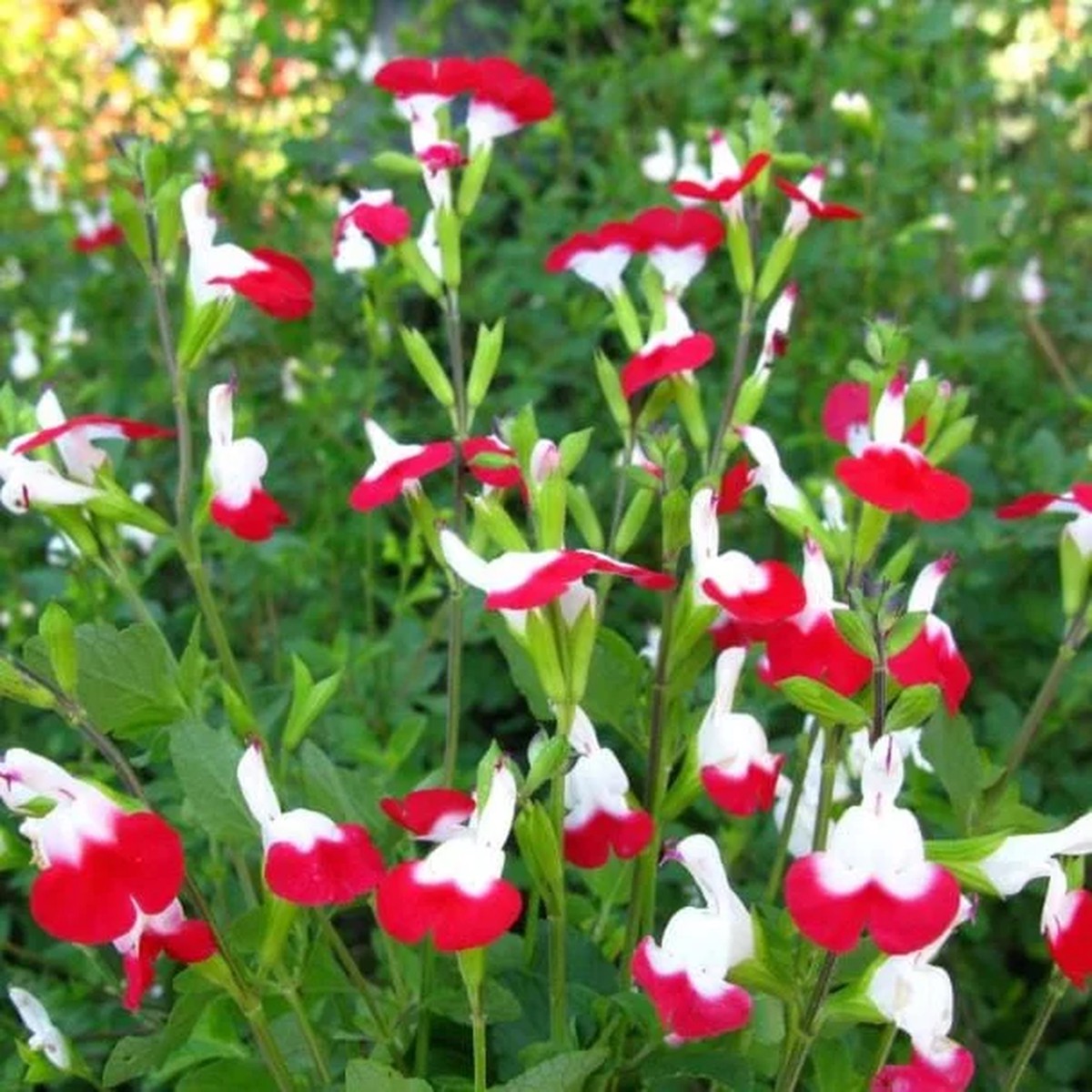 Hot Lips Salvia Live Plant Set, 2 Bicolor Sage Bushes, 4 Inch Pot, Outdoor Garden