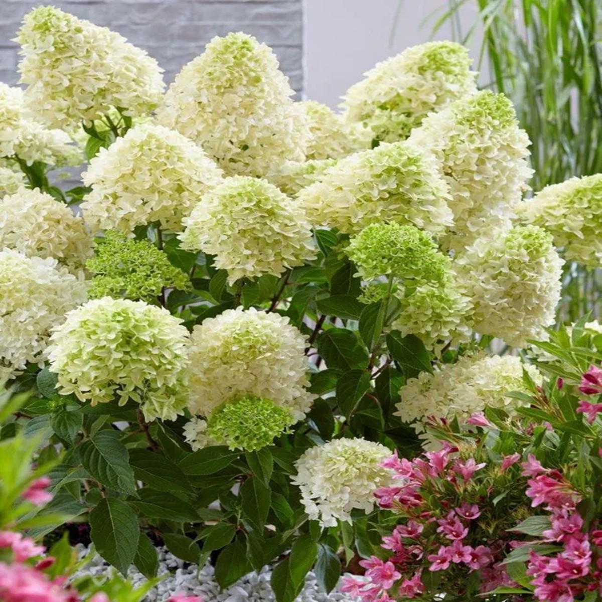 Hydrangea Paniculata Skyfall Live Plant 6 Inch Starter White to Pink Flowers