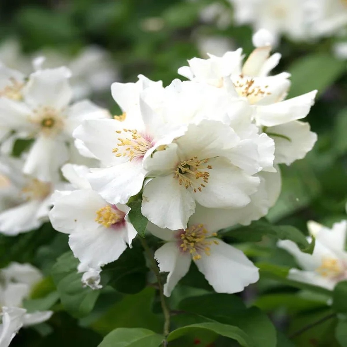 Mock Orange Live Plant Fragrant Shrub 1 Gallon Pot Outdoor