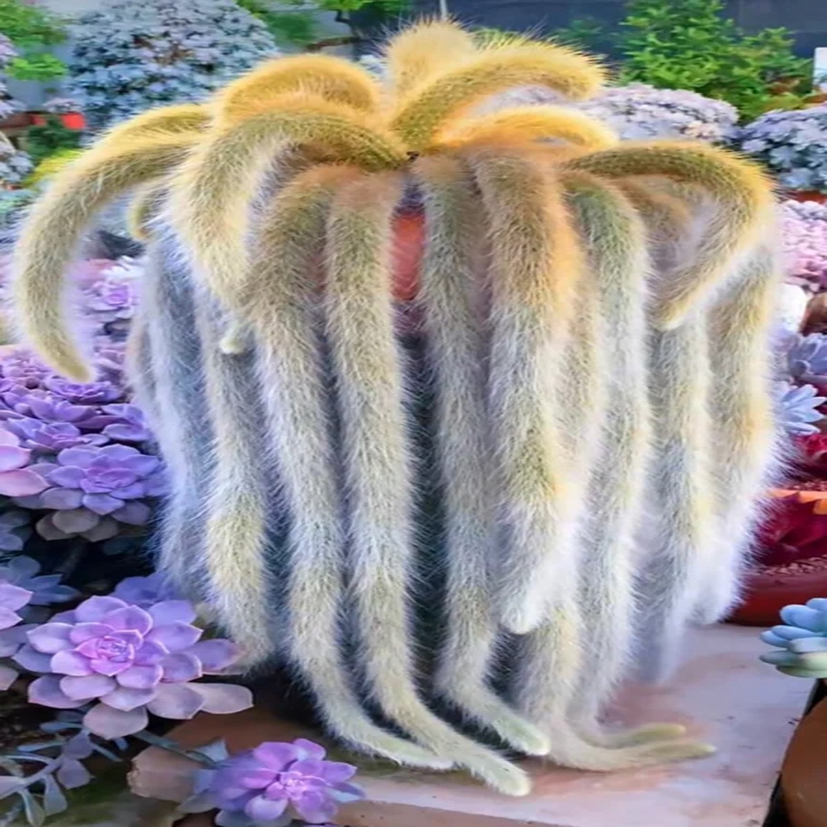 Monkey Tail Cactus Live Plant Hildewintera Colademononis Rare Succulent Bare Root 6-8 inch