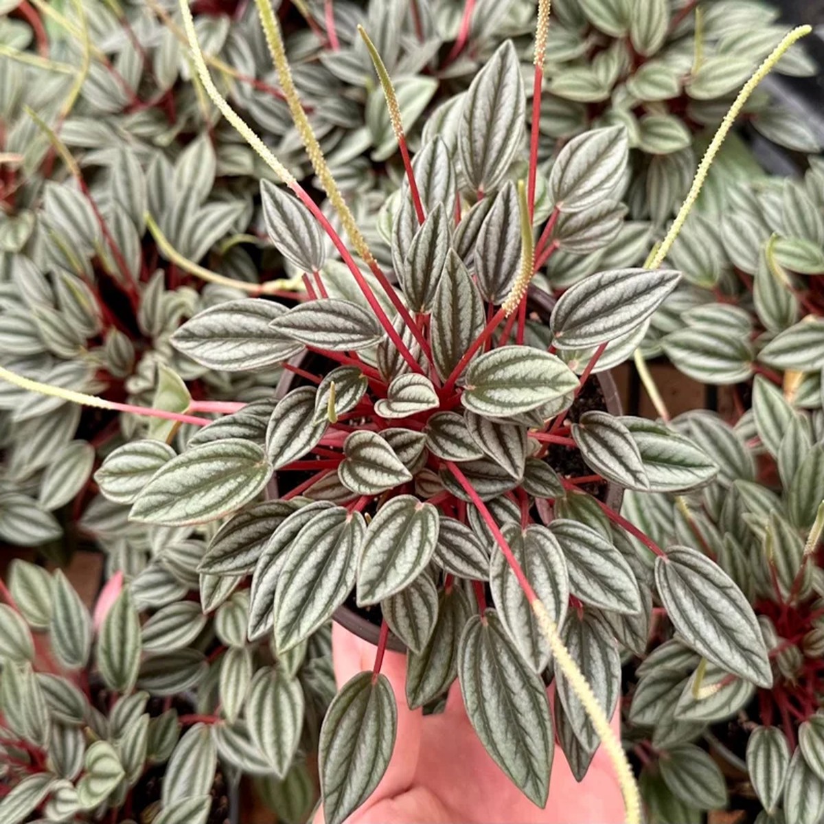 Peperomia Rosso Live Plant - Vibrant Houseplant, 4 Inch Pot, Compact Indoor
