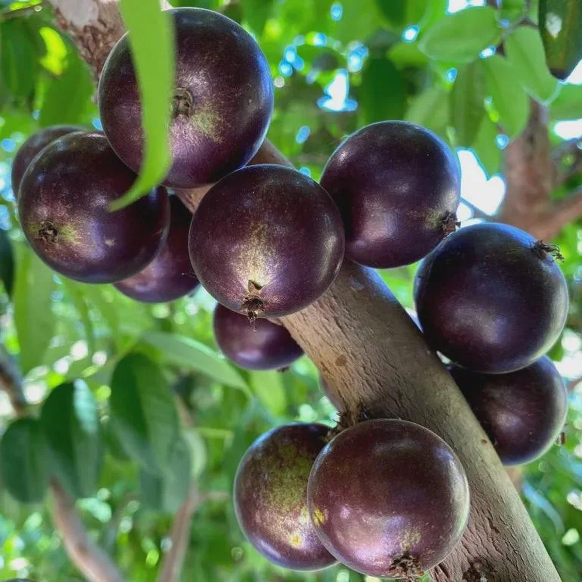 Sabara Jaboticaba Live Plant Fruit Tree Half Gallon Pot 8-12 Inches Tall Outdoor