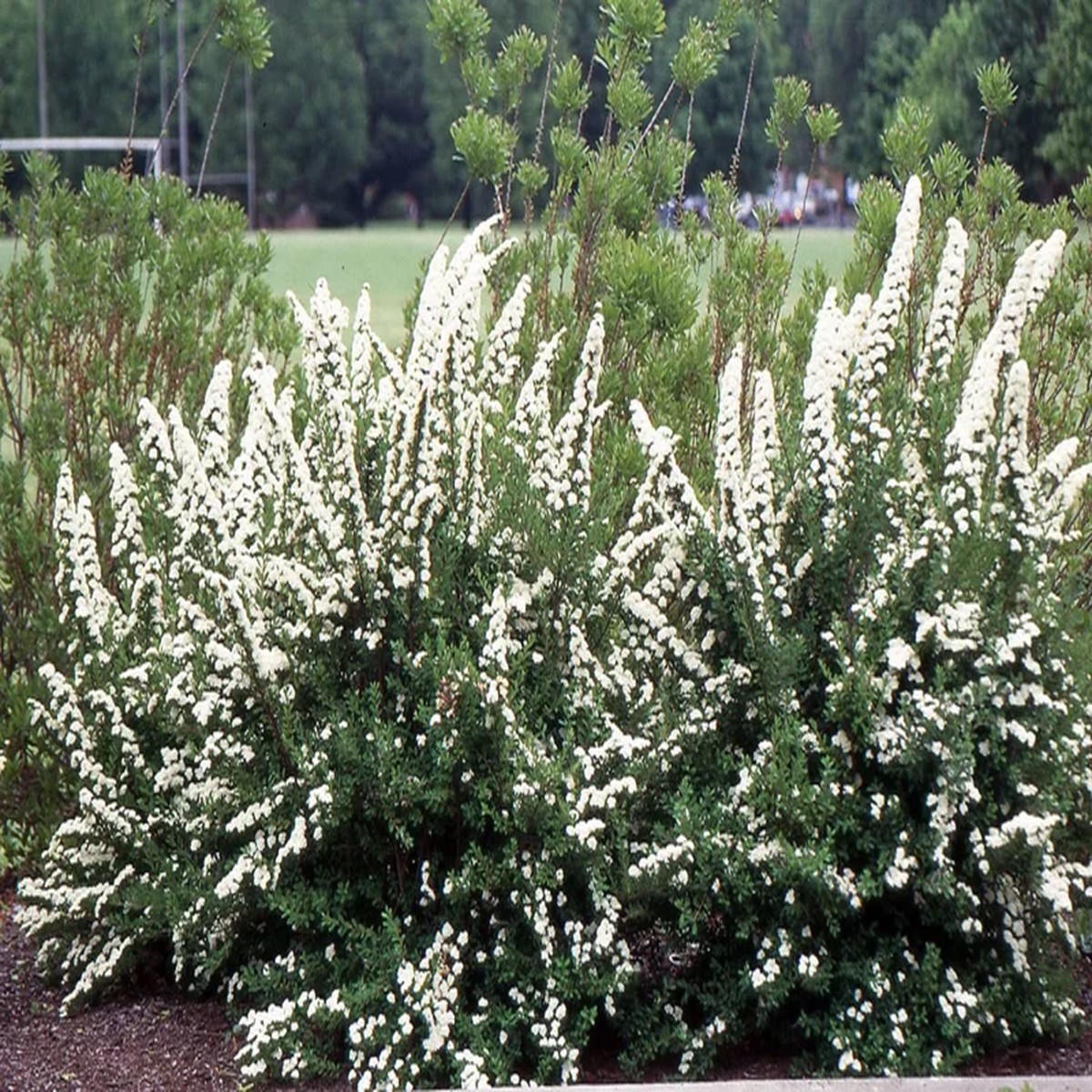 Spiraea June Bride' Live Plant - White Flowering Shrub, 6-8 Inch Starter Plant, Outdoor
