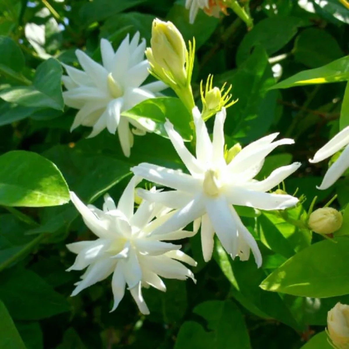 Belle of India Jasmine Live Plant Fragrant Flowering Vine 4 inch Pot Indoor/Outdoor