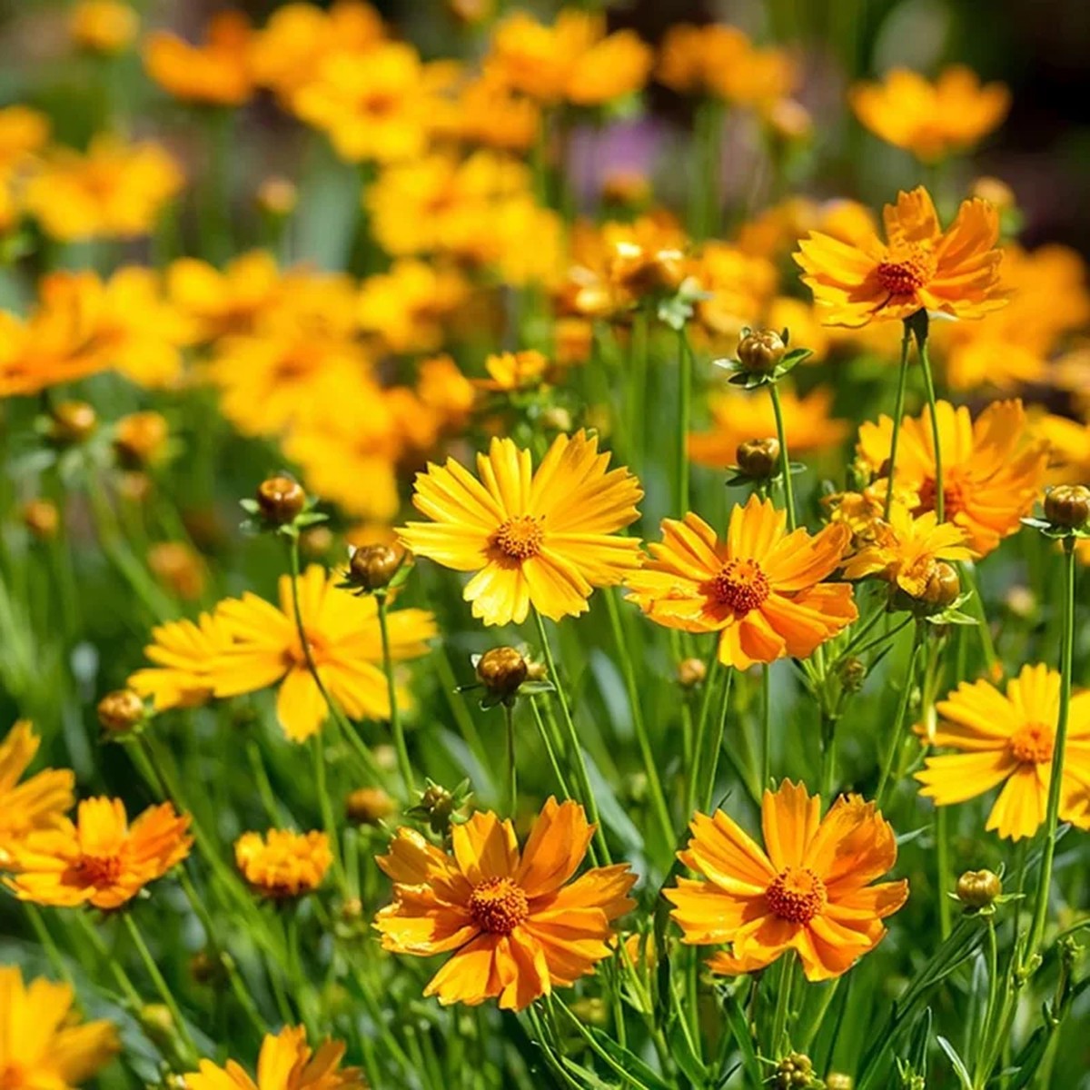 Coreopsis Lanceolata Seeds 200 Dwarf Golden-Yellow Perennial Flowers for Garden