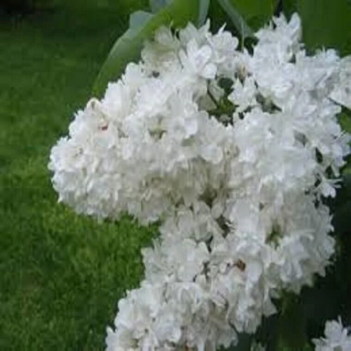 Fiala Remembrance Lilac Live Plant - White Double Flowers, 6-8 Inch Starter Shrub, USDA Zones 3-7