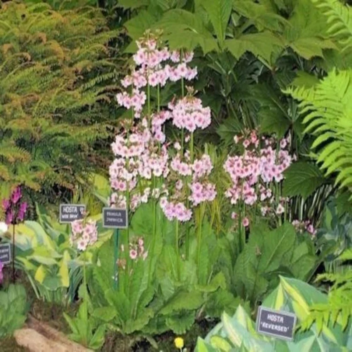 Primula Japonica Mix Live Plant - Candelabra Primrose - Starter Plant, 2.53.5in Pot, Outdoor