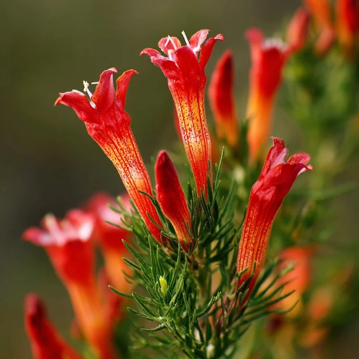 Standing Cypress Seeds - Ipomopsis rubra Wildflower Seeds, Fiery Red Spires, 200 Count, Attracts Hummingbirds & Pollinators, Outdoor