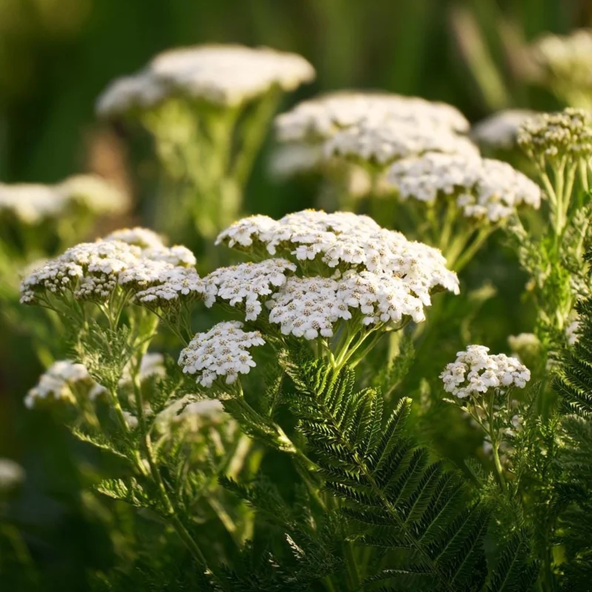 White Yarrow Seeds - 500 Achillea millefolium Perennial Flower Seeds, Attracts Pollinators