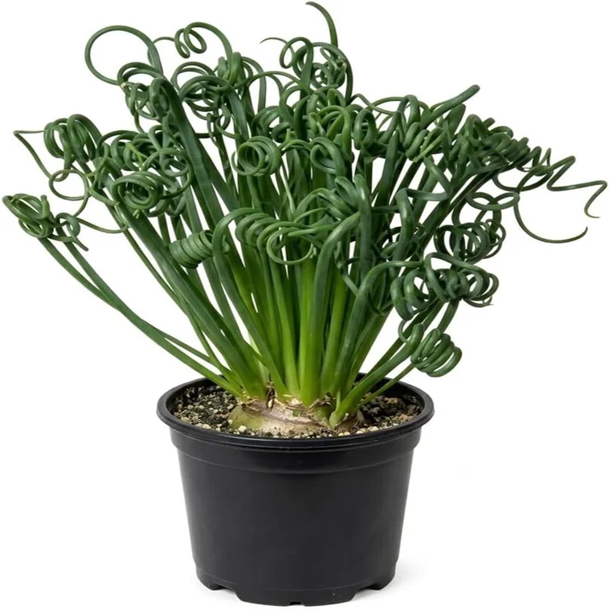 Albuca Spiralis Live Plant - Frizzle Sizzle Curly Succulent in 4-inch Pot