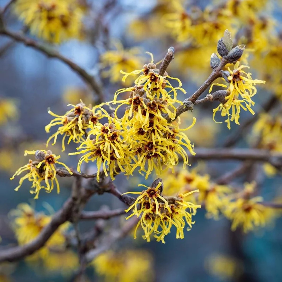 American Witch Hazel Seeds - 5 Count Heirloom Medicinal Shrub for Landscapes