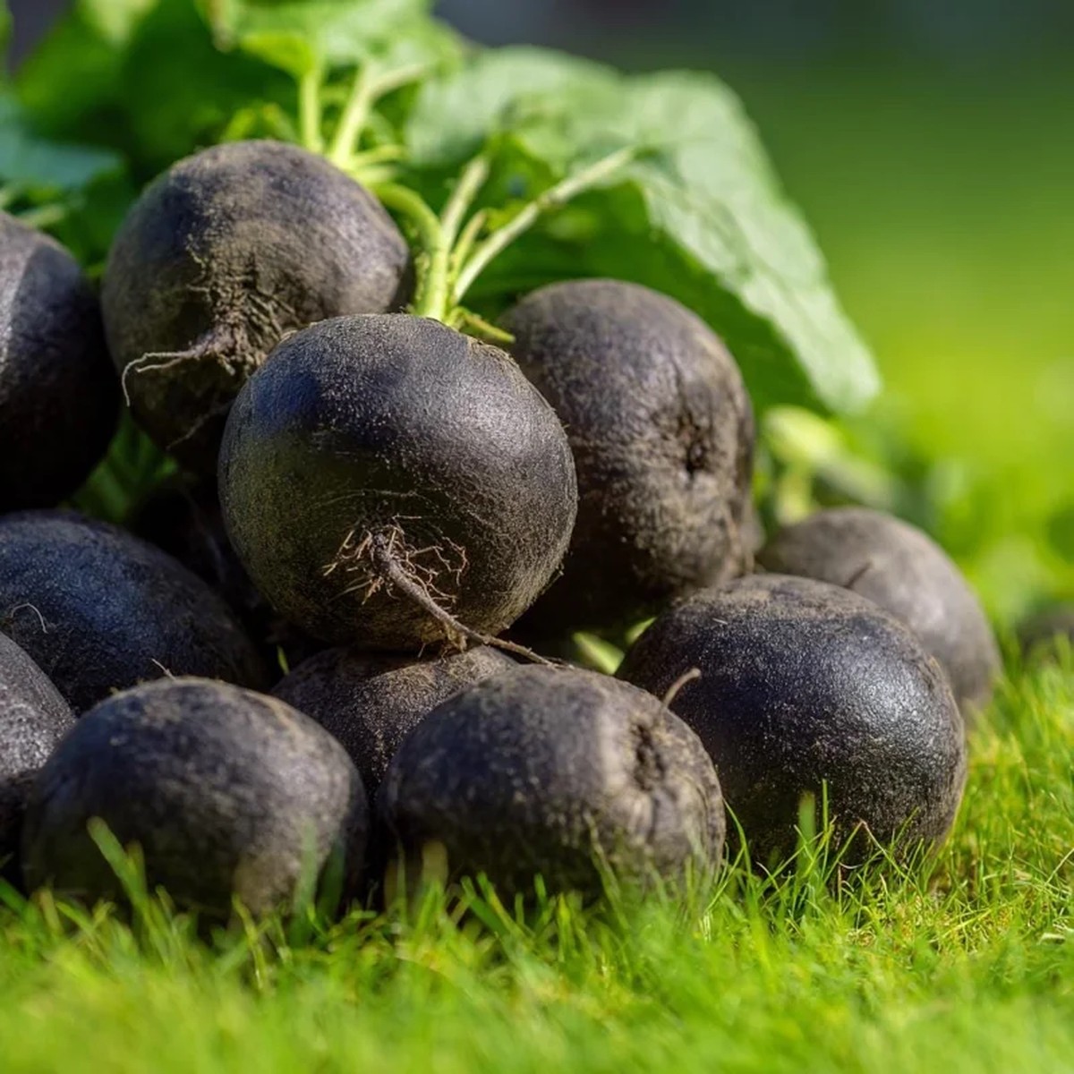 Black Spanish Round Radish Seeds - Heirloom Winter Crop, 250 Seeds