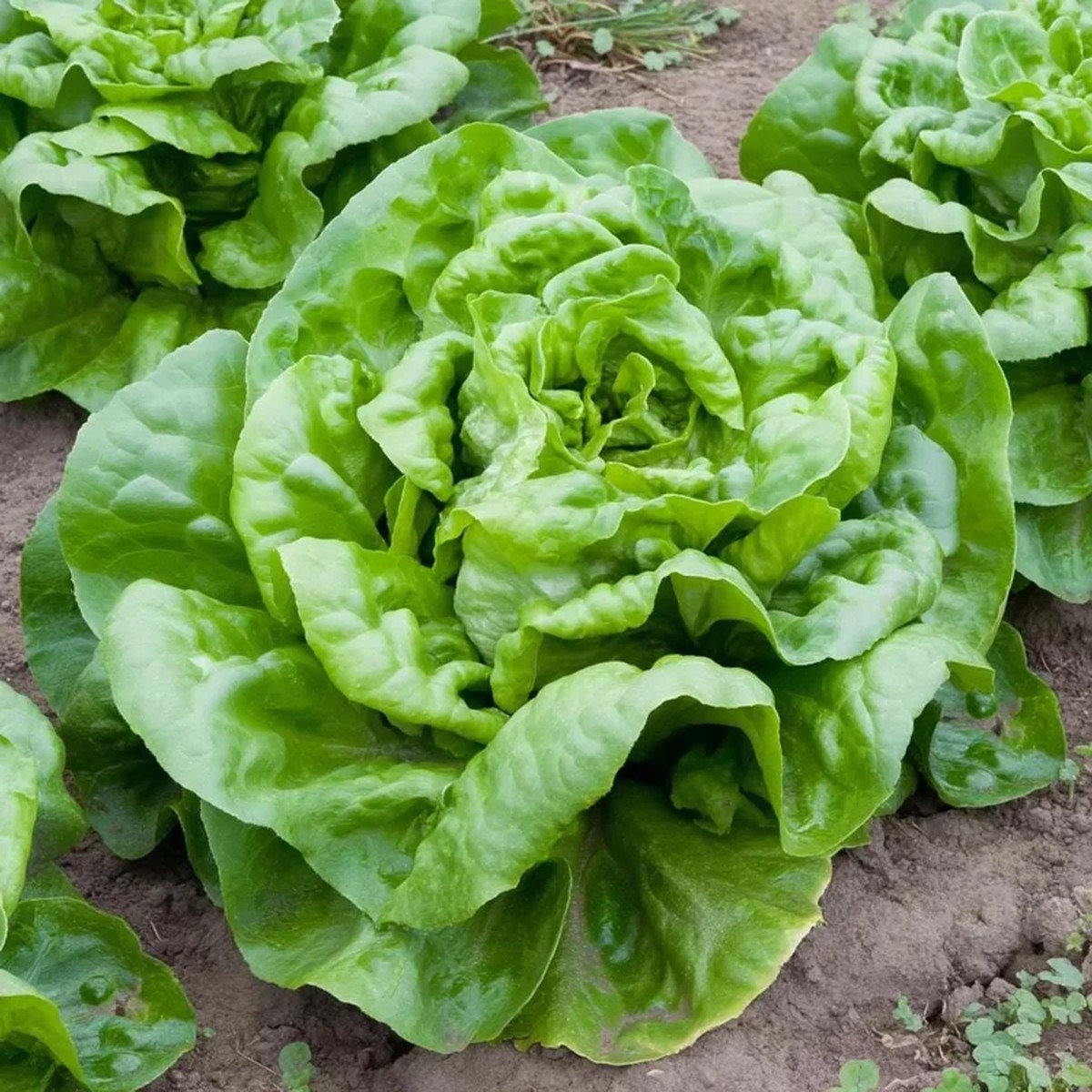 Butterhead Lettuce Seeds Heirloom Garden Greens 500 Seeds Easy Grow