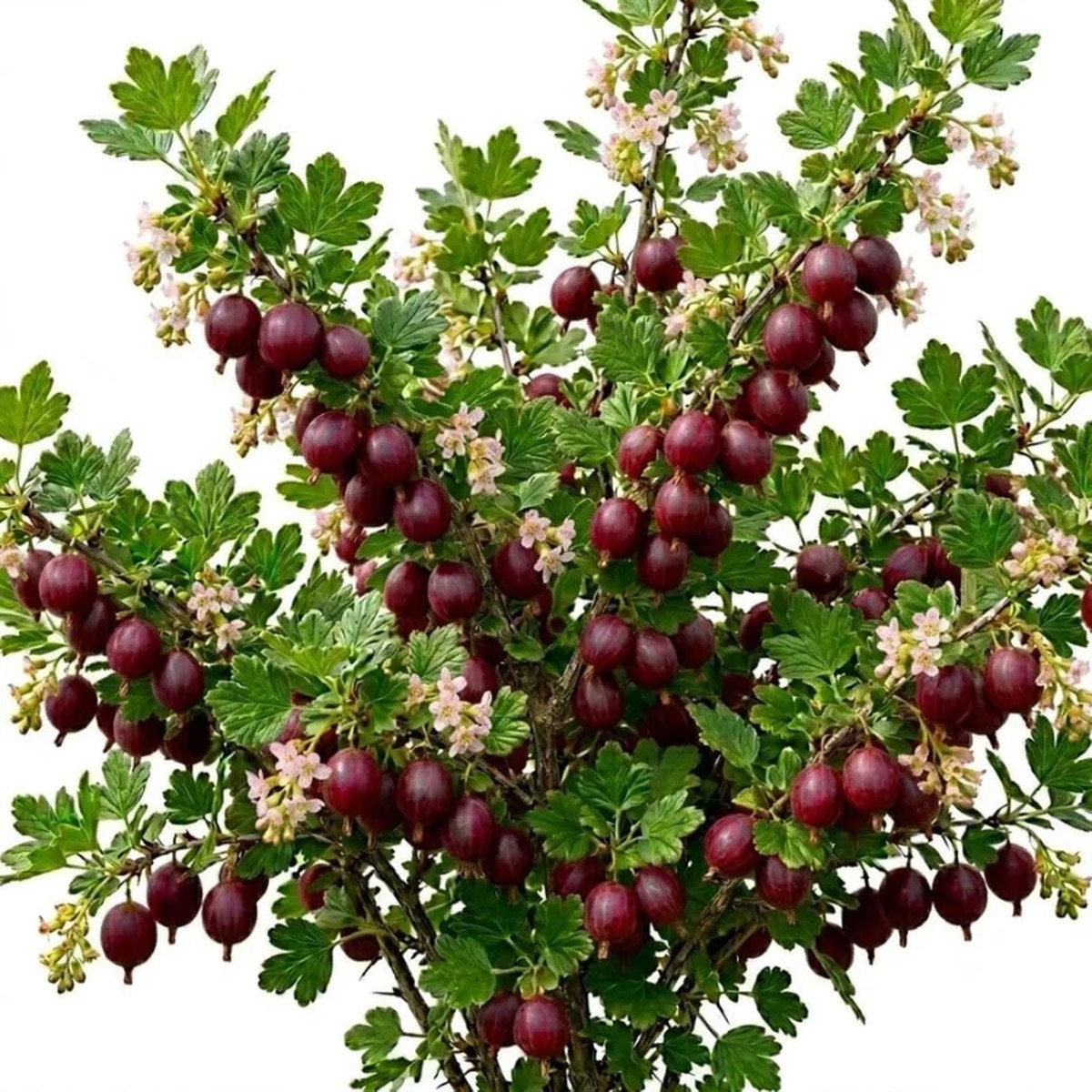 Jostaberry Live Plant, Thornless Gooseberry Currant Cross Shrub, 6-12 Tall, Zone 3-8
