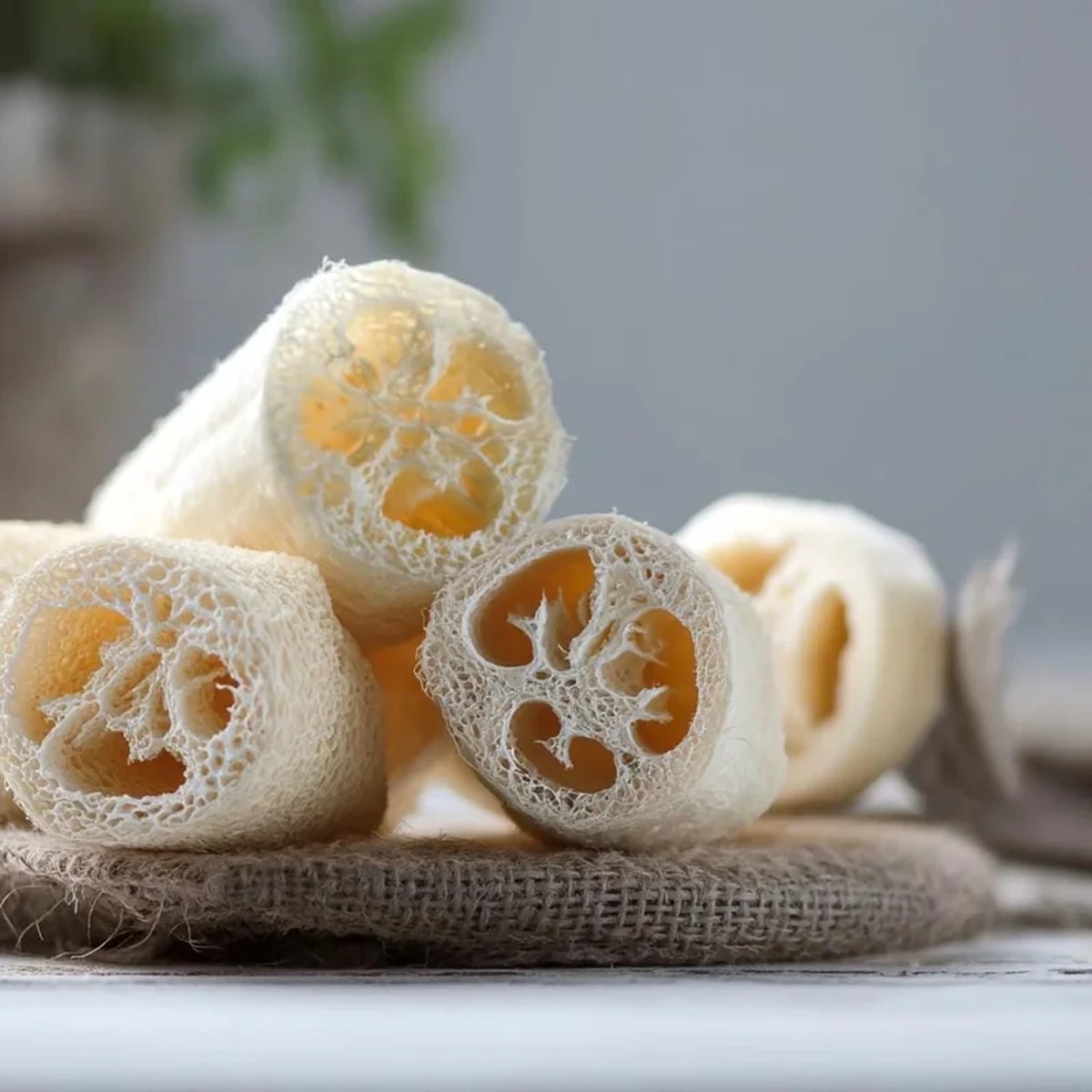 Luffa Gourd Seeds - Heirloom Edible Sponge Gourd (15 Seeds) - Grow Your Own
