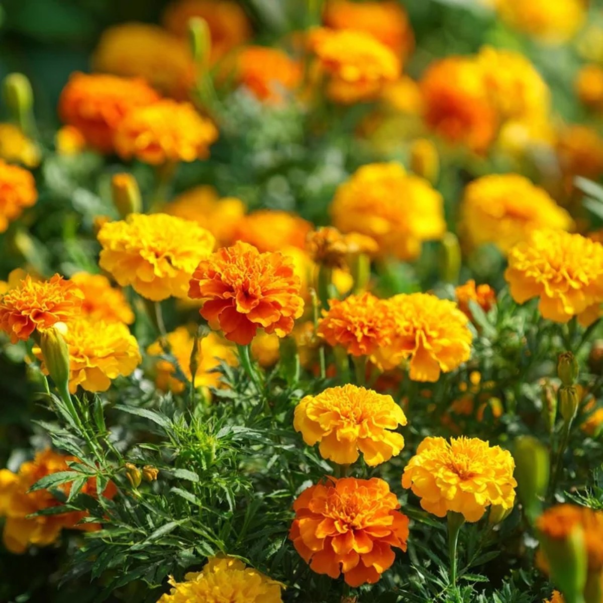 Petite French Marigold Seeds Mix - 300 Seeds, Multi-Color Blooms, Outdoor