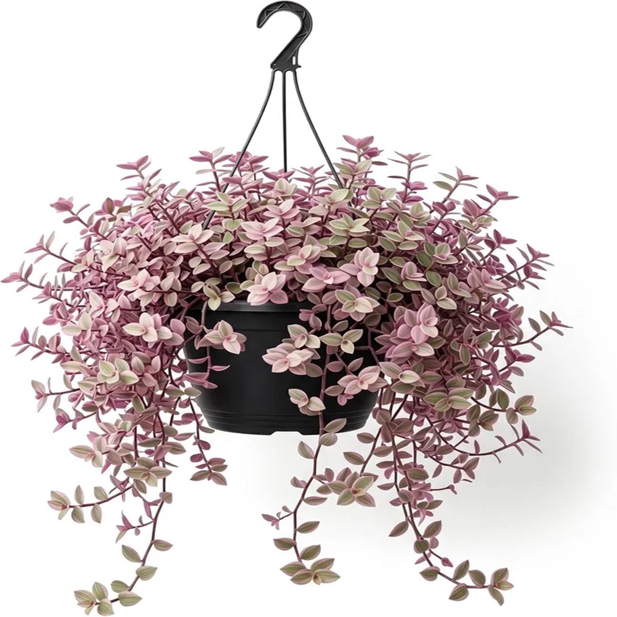Pink Wandering Jew Live Plant - Tradescantia Callisia Repens - 2 Pot