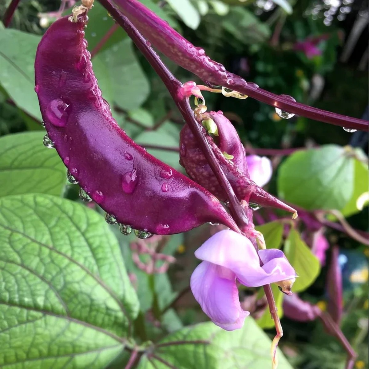 Ruby Moon Hyacinth Bean Seeds - 20 Count - Violet Pods & Fragrant Purple Blooms for Trellises, Lablab purpureus, Outdoor