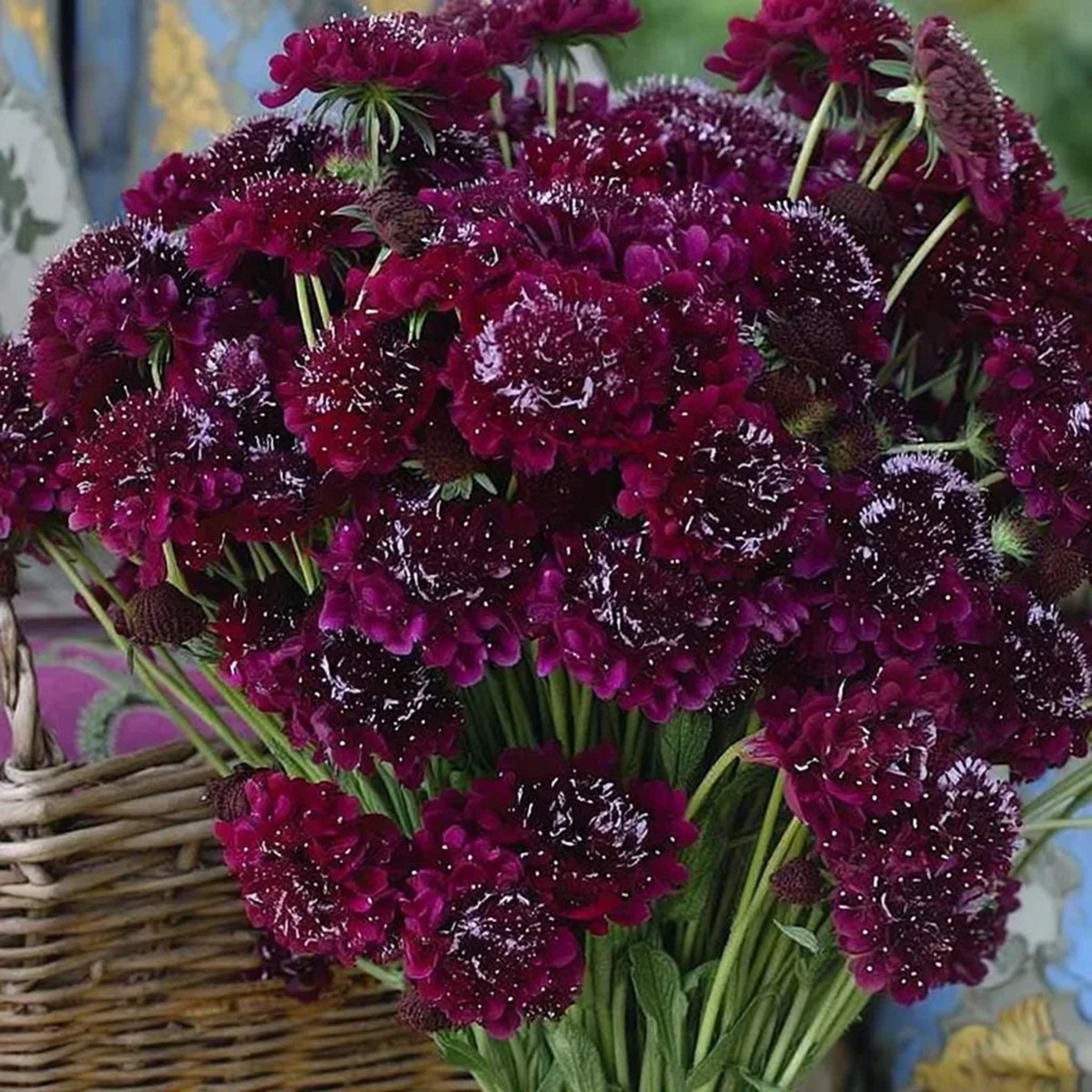 Scabiosa Merlot Red Seeds - 50 Seeds, Deep Red Blooms, Pollinator Friendly, Cut Flower