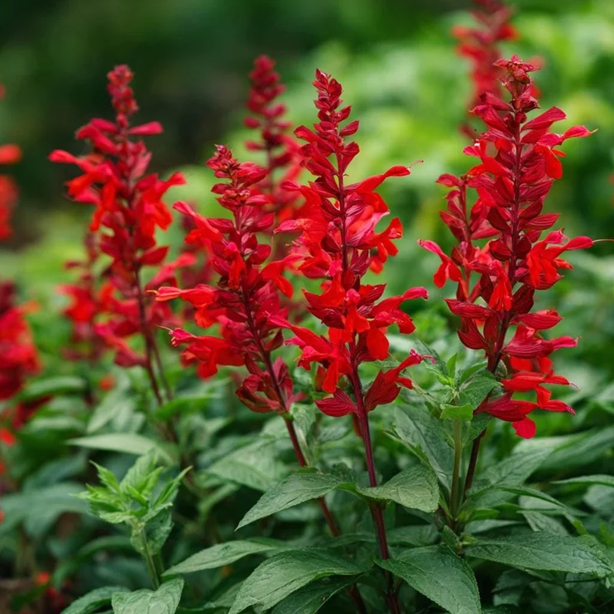 Scarlet Sage Seeds - 100 Count, Vibrant Red Blooms, Attracts Pollinators