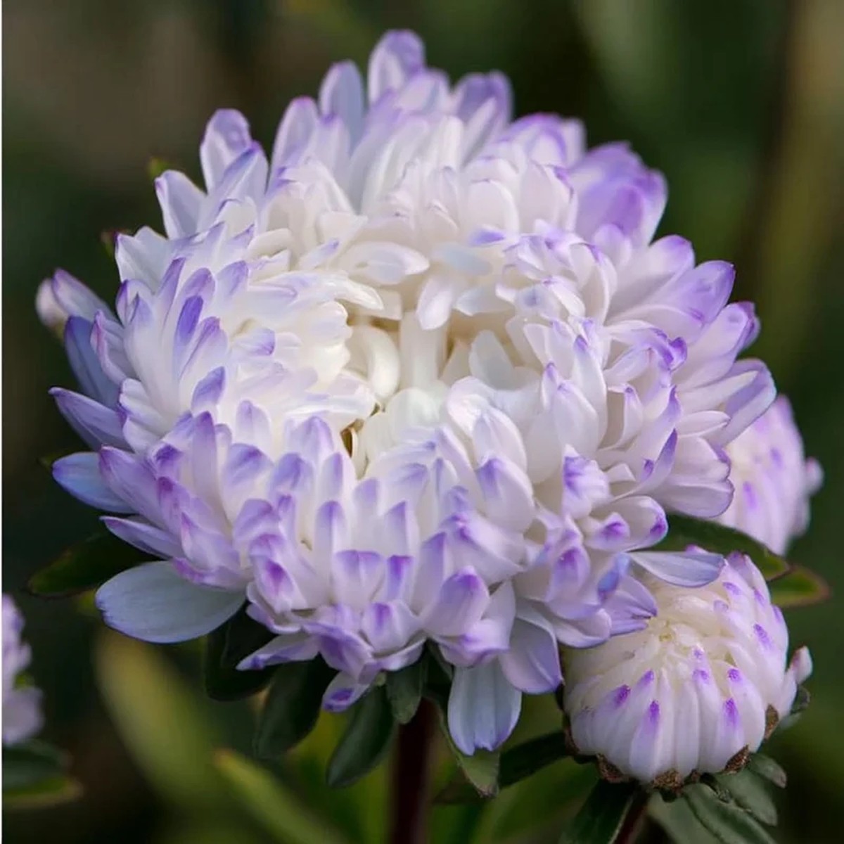 Tower Silver Aster Seeds - 50 Seeds, Peony-Type Frosted White & Lavender Flowers, Outdoor Perennial