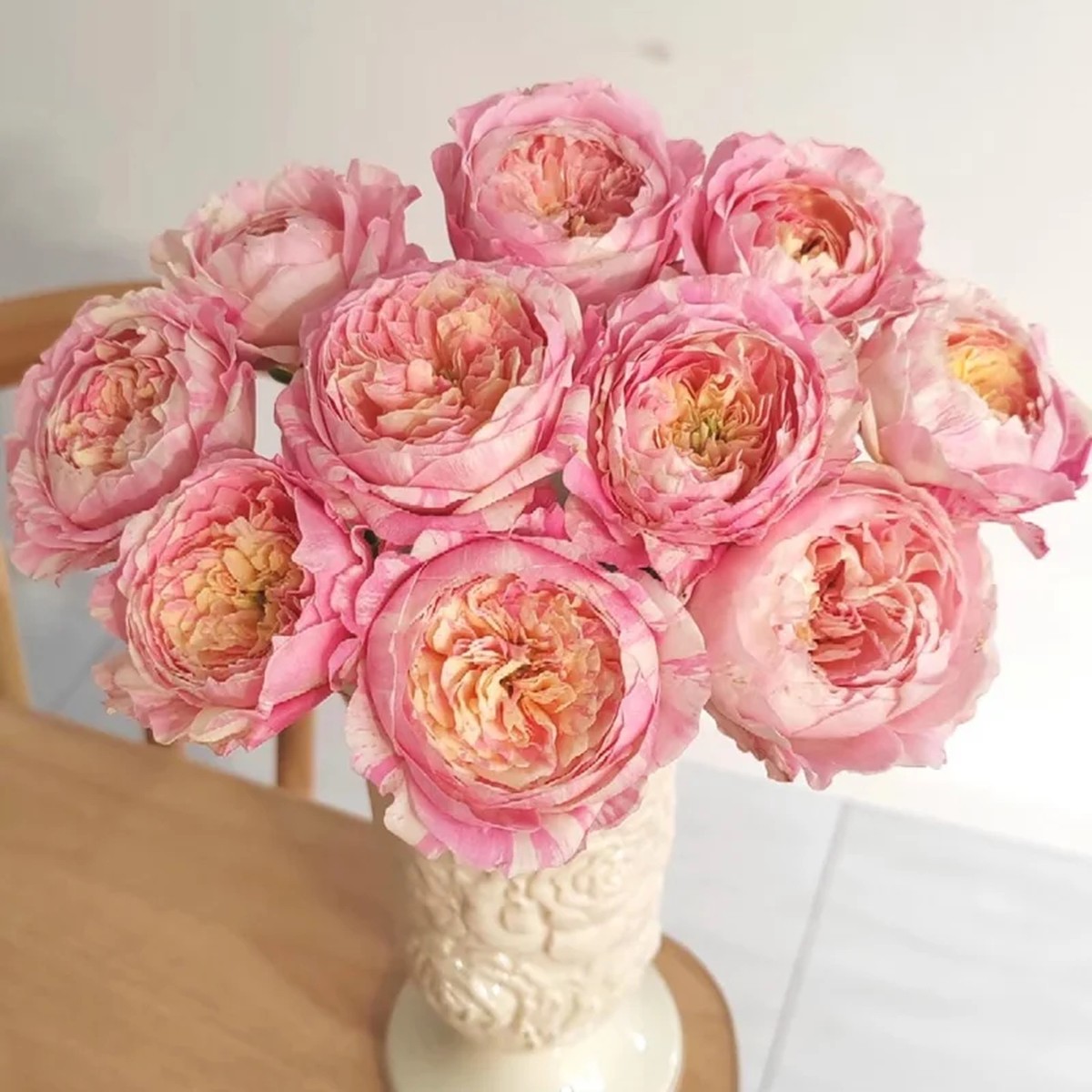 Claude Monet Rose Live Plant Pink & Yellow Striped, Fragrant, 100 cm Tall