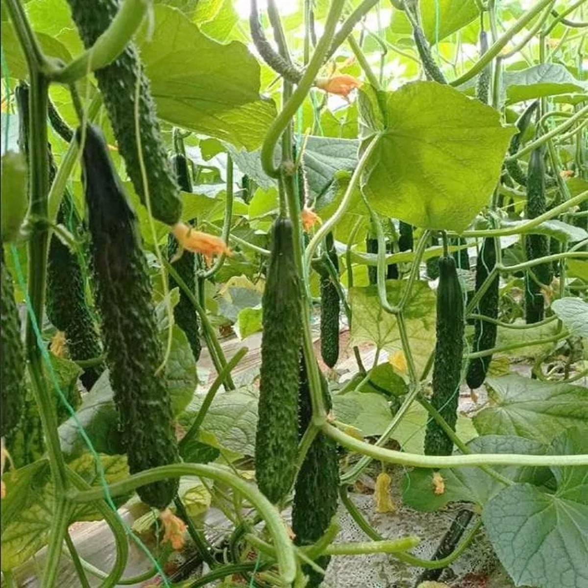 Jade Cucumber Seeds - Crisp, Sweet Heirloom Vegetable Seeds, 25 Seeds