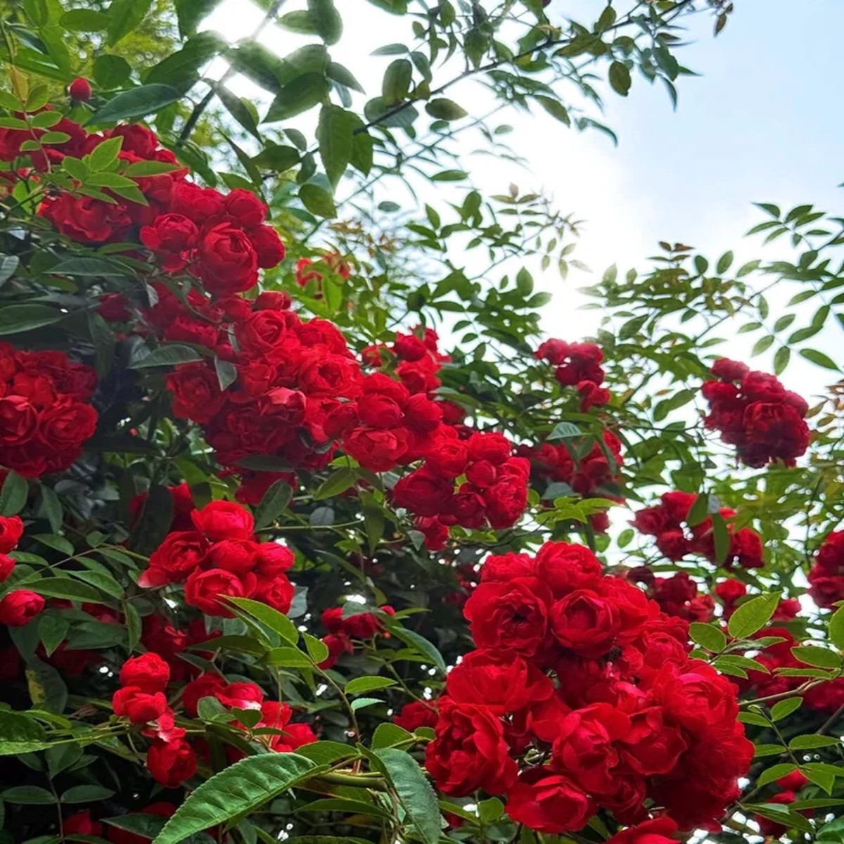 Red Clematis Climbing Rose Live Plant 1 Gallon - Fragrant Red Flowers, Repeat Bloomer